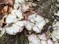 Lilaszegélyű egyrétűtapló (Trichaptum biforme), Mecsek